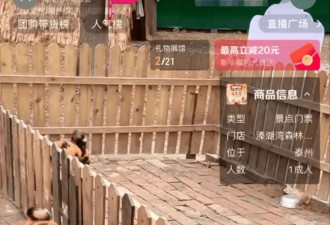 泰州一动物园:土松狮犬染色,扮演卡通形象"跳跳虎"