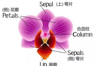 蛇来运转！名字里带蛇的中国植物列队给您拜年啦