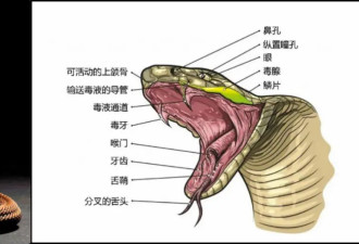 被蛇咬可能致命，但蛇毒竟是救命良药？