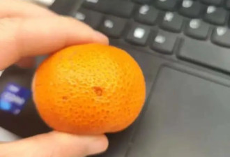 为什么砂糖橘上都有个洞