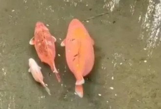 减肥又失败了！趵突泉“猪鲤”每逢佳节胖三斤...