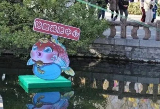 减肥又失败了！趵突泉“猪鲤”每逢佳节胖三斤...
