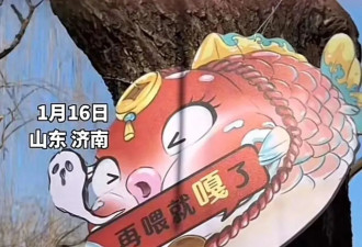 减肥又失败了！趵突泉“猪鲤”每逢佳节胖三斤...