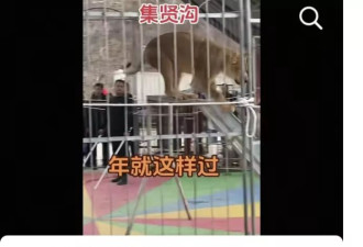 马戏团狮子表演时抓倒驯兽师？当事机构回应