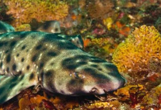 单身10年竟生了！水族馆整缸母鲨“迸出小鲨”
