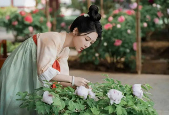 “10元一朵，何惟芳同款”，菏泽牡丹卖爆了