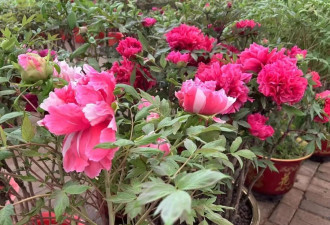 “10元一朵，何惟芳同款”，菏泽牡丹卖爆了