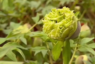 “10元一朵，何惟芳同款”，菏泽牡丹卖爆了