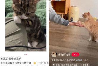 不和父母过年的00后，今年决定留在宠物身边