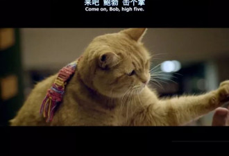 不和父母过年的00后，今年决定留在宠物身边