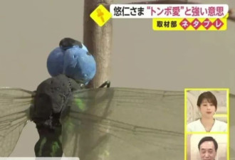 催婚又催生，日本未来天皇一样也躲不过