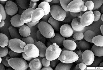 人造生命里程碑！科学家完成合成酵母菌全基因体