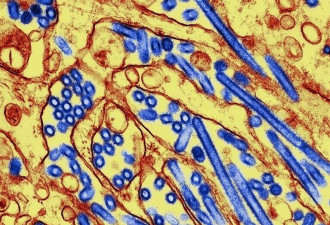 禽流感蔓延北美 科学家：人类大流行风险升高
