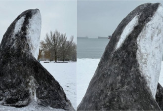 温哥华海滩惊现“雪鲸” 成网红打卡点