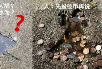芝加哥水泥地被老鼠砸出坑 成网红打卡点 有人投币…