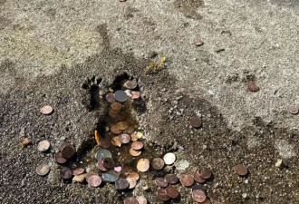 芝加哥水泥地被老鼠砸出坑 成网红打卡点 有人投币…