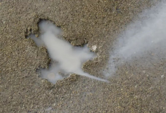 芝加哥水泥地被老鼠砸出坑 成网红打卡点 有人投币…