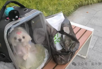 花6000元配种失败，狗狗差点离世，主人怒告！