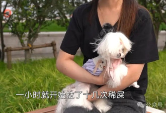 花6000元配种失败，狗狗差点离世，主人怒告！