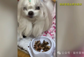花6000元配种失败，狗狗差点离世，主人怒告！