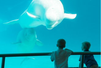 安省Marineland海洋公园又一白鲸死亡：面临全面改造
