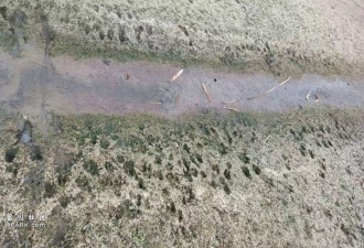 上海多地发现“巨型老鼠” 成群结队出现不怕人