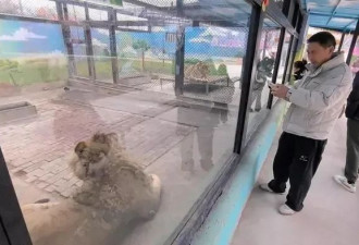 西安一动物园268元可撸狮子？记者探访：已被叫停