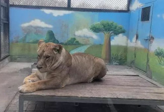 西安一动物园268元可撸狮子？记者探访：已被叫停