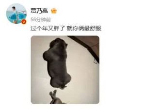 贾乃亮辟谣去世传闻 发动态分享宠物狗近照