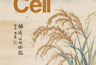 吃米饭可护心脏？中国团队成功创制辅酶Q10水稻