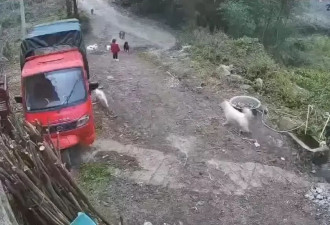 3岁女童遭群狗撕咬，医生详解救治过程