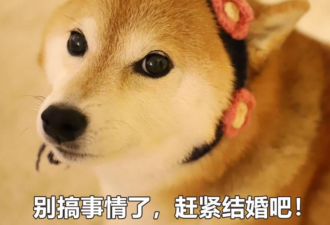 新加坡假结婚激增!一大波中国美女为拿身份斥巨资
