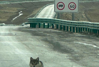 “讨食的想法写在脸上” 中国公路惊见野狼拦车