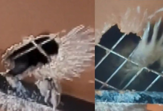 天花板突“伸出一只手”吓坏住户 专家警告：千万别靠近