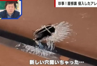 天花板突“伸出一只手”吓坏住户 专家警告：千万别靠近