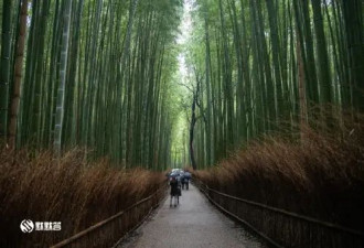 日本近期旅游好去处 带你开启非凡东瀛行