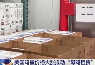 鸡蛋价格不断飙升 美国掀起母鸡租赁潮