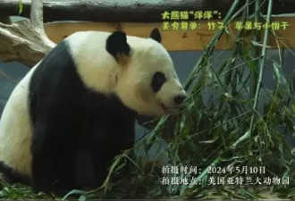 亚特兰大动物园称 正与中国商谈再次租借大熊猫