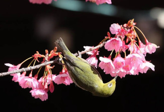 日本东京早樱盛开 民众聚集神社欣赏