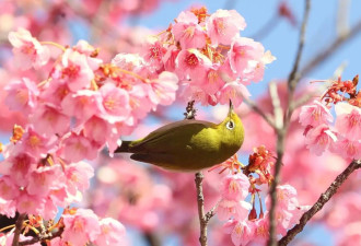 日本东京早樱盛开 民众聚集神社欣赏