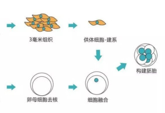 我花16万，克隆了去世的宠物狗