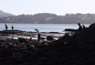 新西兰热门海滩被“抢劫式赶海”，岩石都被薅秃了！