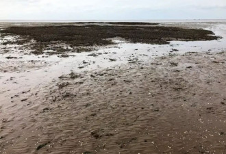新西兰热门海滩被“抢劫式赶海”，岩石都被薅秃了！