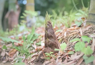 紧急提醒！近期大量上市 多人吃进急诊室