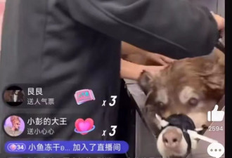 千万粉丝训犬师网红潘宏账号内容被一夜清空 原因是...
