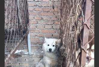 千万粉丝训犬师网红潘宏账号内容被一夜清空 原因是...