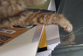 高校猫咪惨死被塞进课桌？警方：调取监控后发现...