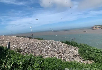 浙江鸟类研究组织300元/天招监测员：需在海岛生活