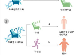 午睡好处+1：睡对了还能减肥