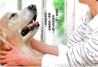 3000万只宠物的养老，难倒了年轻人